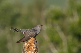 Název souboru=JP3A0550.jpg
Velikost souboru=486KB
Rozměry=1200x800
Datum přidání=24. Květen 2025 JP3A0550.jpg